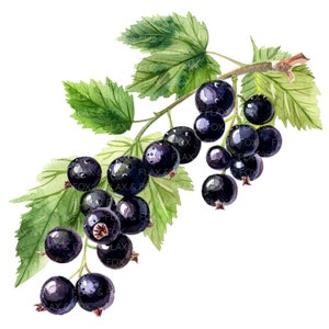 10 Clipes de groselha preta l Frutas Bagas Folhas l Download digital JPG l Clipart de aquarela para impressão l Diário de lixo l Artesanato em papel