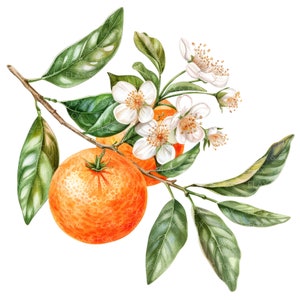 10 oranje clipart l Fruit bloemen bladeren l JPG digitale download l Afdrukbare aquarel clipart l Junk Journal l Paper Craft