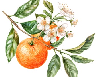 10 Orange Clipart l Fruits Flowers Leaves l JPG Digital Download l Printable Watercolor Clipart l Junk Journal l Paper Craft