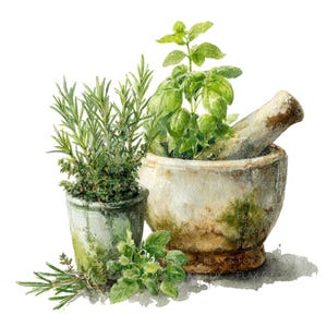 May include: Watercolor illustration of fresh herbs, including rosemary and basil, with a mortar and pestle. The mortar and pestle are off-white with brown accents. The herbs are in a small green pot and a larger mortar. The image has a white background.