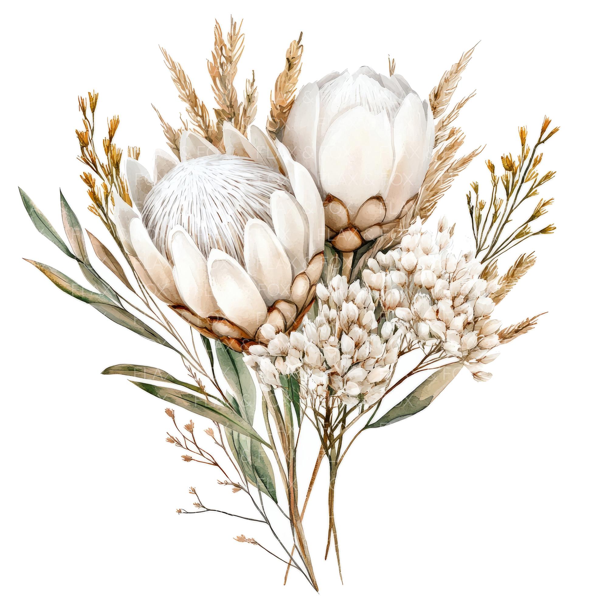 12 White Protea Bouquet Clipart L Watercolor King Protea Flower L