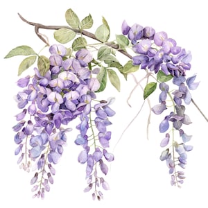 10 flores de glicínia clipart l galho de flores roxas l download digital JPG l clipart de aquarela para impressão l diário de lixo l artesanato em papel