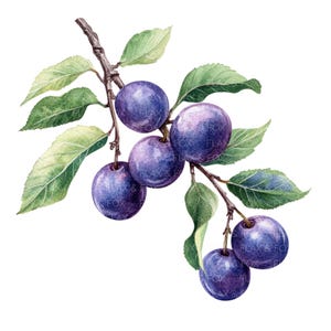18 Clipart de galhos de ameixa l Frutas e folhas l Download digital em JPG l Clipart de aquarela para impressão l Diário de sucata l Artesanato em papel