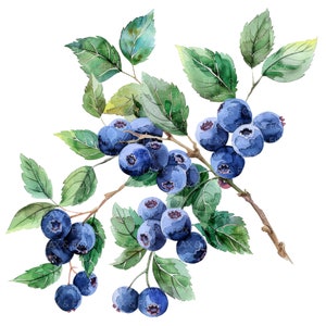 10 Blaubeeren Clipart l Obst Beeren Blätter l JPG Digital Download l Printable Aquarell Clipart l Junk Journal l Papiermodell