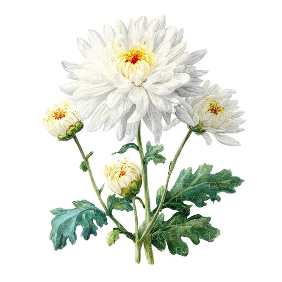 18個の白い菊の花のクリップアート l 花の枝 l JPGデジタル