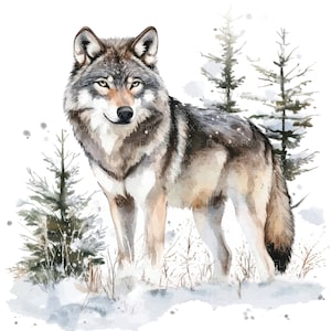 Könnte beinhalten: Ein Aquarellbild eines grauen Wolfes, der in einem schneebedeckten Wald steht. Der Wolf blickt dem Betrachter mit einem ernsten Ausdruck direkt an. Die Bäume sind mit Schnee bedeckt und es liegt eine leichte Schneedecke auf dem Boden.