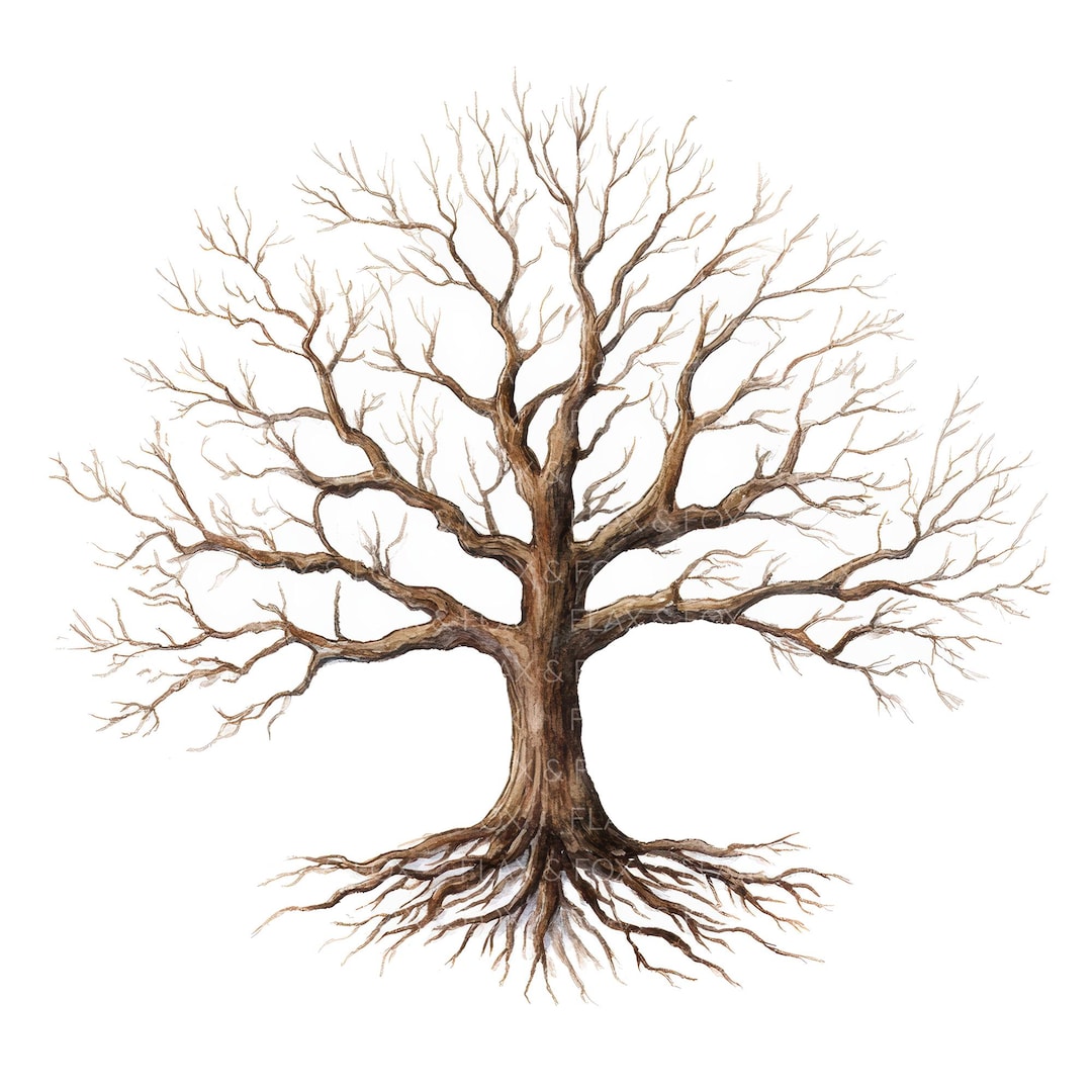 15 Oak Tree Roots Clipart L Oak Family Tree L JPG Digital Download L ...
