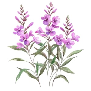 24 wilgenroosje bloem clipart l paarse wilde bloemen l JPG digitale download l afdrukbare aquarel clipart l ongewenste dagboek l Paper Craft