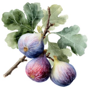 May include: A watercolour illustration of figs on a branch with green leaves. The figs are a mix of purple, red, and white, with a detailed depiction of their texture and the branch's bark.