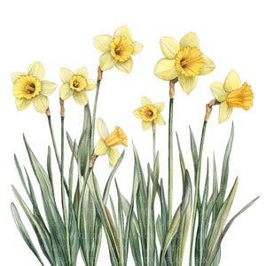 10 Daffodil Clipart l Żółte kwiaty na obramowaniu l JPG Digital Download l Wydrukowalne akwarelowe Clipart l Dziennik śmieci l Rękodzieło papierowe