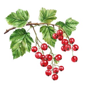 10 rode aalbes clipart l fruit bessen bladeren l JPG digitale download l afdrukbare aquarel clipart l junk Journal l Paper Craft