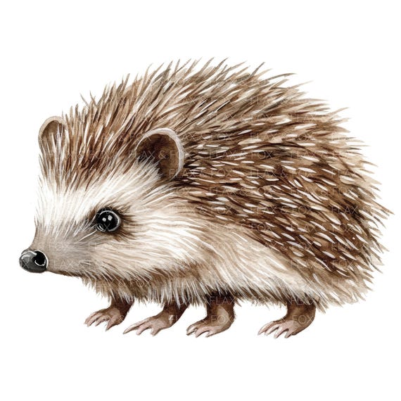 12 かわいいハリネズミのクリップアート l 小さなハリネズミ l JPG
