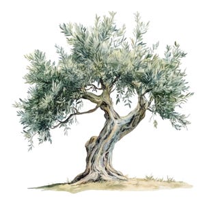 14 Clipart de Oliveira l Decoração de Primavera Verão l Download Digital JPG l Clipart de Aquarela para Imprimir l Diário de Lixo l Artesanato em Papel