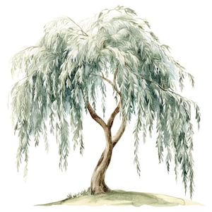 Puede incluir: Pintura acuarela de un sauce llorón con un tronco marrón y hojas verdes. El árbol se representa sobre un fondo blanco.