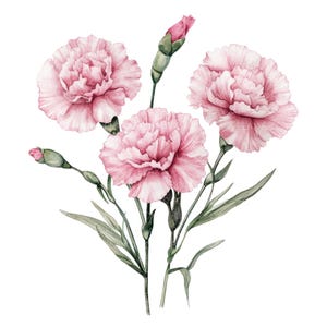 24 clipart de cravo l flores rosas l download digital em JPG l clipart de aquarela para impressão l diário de sucata l artesanato em papel