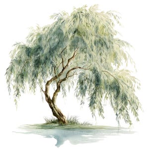 May include: Watercolor painting of a weeping willow tree. The tree has a brown trunk and branches with cascading green leaves. The tree is reflected in the water below. The artwork is signed "Flax & Fox".