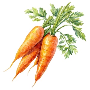 Pode incluir: Ilustração em aquarela de três cenouras laranjas com folhas verdes. As cenouras são de uma cor laranja vibrante, com sombreamento e textura detalhados. As folhas verdes são uma mistura de verde claro e escuro, com detalhes delicados.