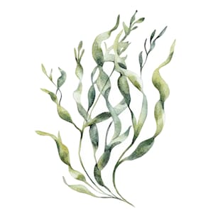 10 zeewier clipart l Botanische bladeren l JPG digitale download l Afdrukbare aquarel clipart l Junk Journal l Paper Craft