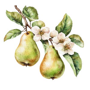 10 Clipart di pere verdi l Frutta Fiori Foglie l Download digitale JPG l Clipart acquerello stampabile l Diario spazzatura l Lavori di carta