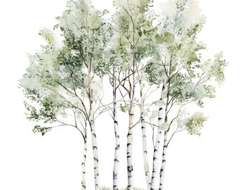 Könnte beinhalten: Aquarellmalerei einer Gruppe von Birken mit weißer Rinde und grünen Blättern. Die Bäume sind in einem realistischen Stil gemalt und vor einem weißen Hintergrund platziert.