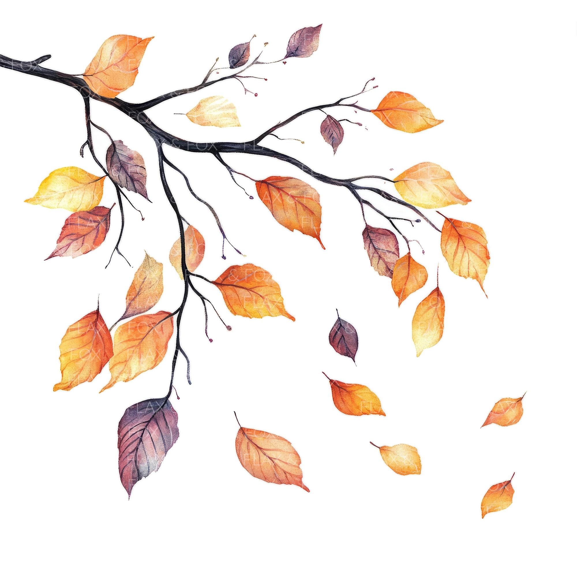 10 Falling Autumn Leaves Clipart L Oak Tree Branch Fall Decor L JPG ...