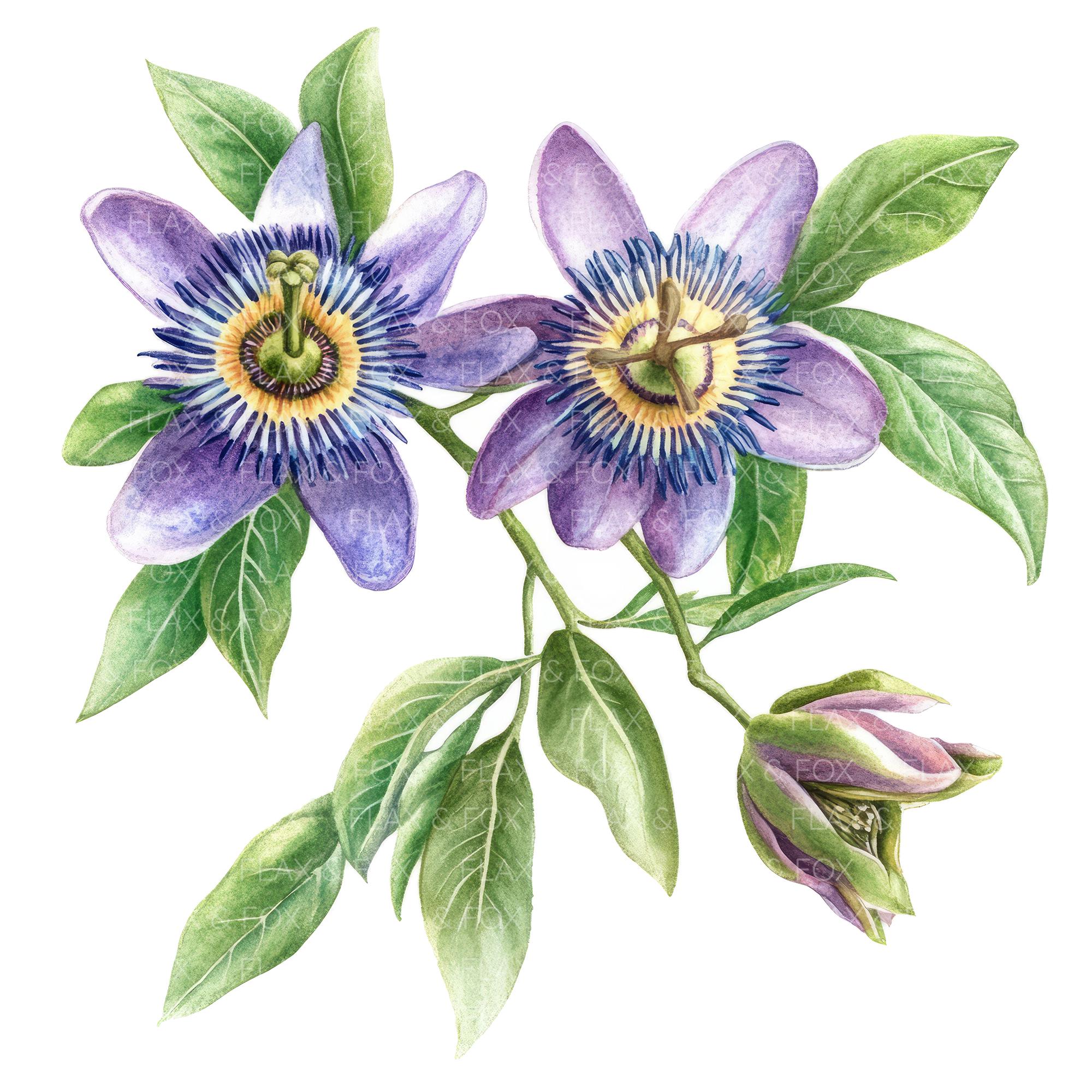 10 パッションフルーツの花のクリップアート l 紫色の花の枝 l JPG