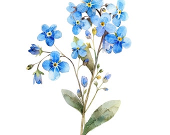 Könnte beinhalten: Ein Aquarellbild eines Straußes Vergissmeinnicht mit blauen Blütenblättern und grünen Blättern.