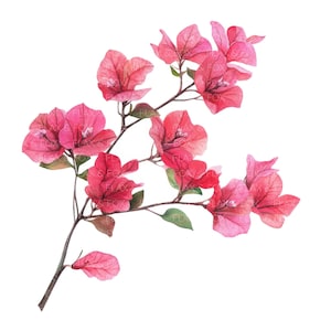 21 Flores de buganvílias Clipart l Ramo floral l Download digital JPG l Clipart de aquarela para impressão l Diário de lixo l Artesanato em papel