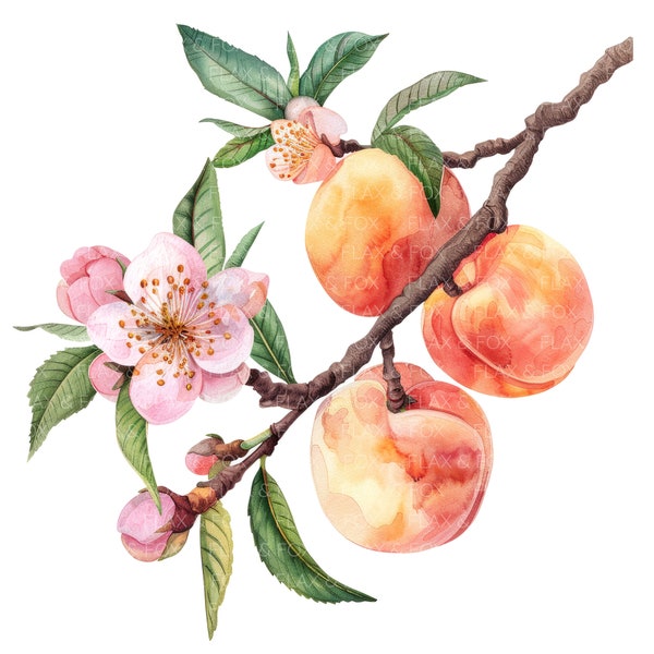 10 Peaches Clipart l Fruits Flowers Leaves l JPG Digital Download l Printable Watercolor Clipart l Junk Journal l Paper Craft