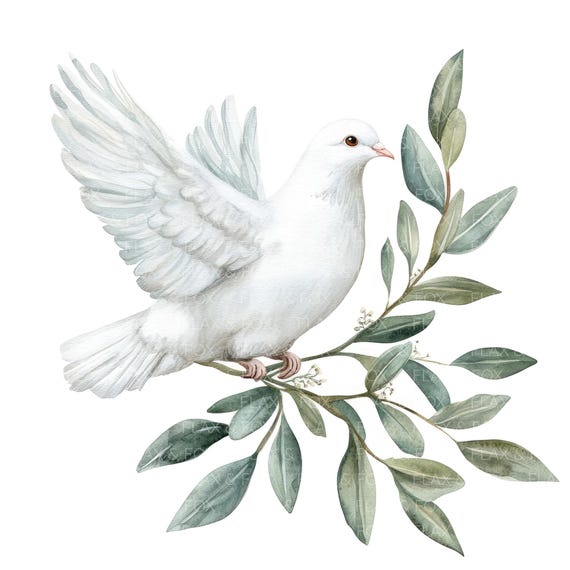 12 白い鳩のオリーブの枝のクリップアート l 平和の鳩 l JPG デジタル