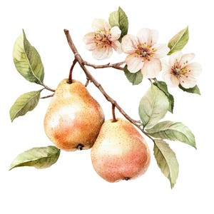 10 Clipart di pere l Frutta Fiori Foglie l Download digitale JPG l Clipart acquerello stampabile l Diario spazzatura l Lavori di carta