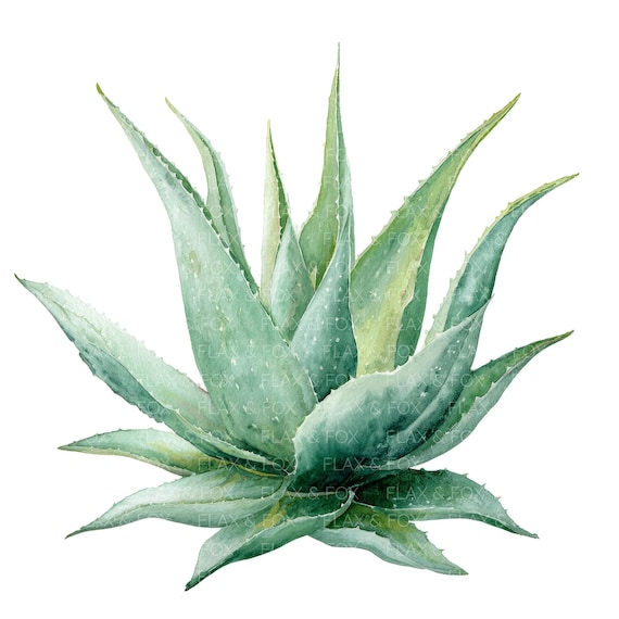 aloe vera spray wirkung Bio Aloe Vera Spray | Mit Allantoin und Panthenol