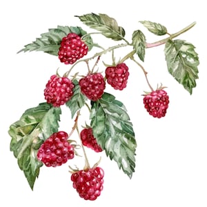 10 frambozen clipart l fruit bessen bladeren l JPG digitale download l afdrukbare aquarel clipart l junk Journal l Paper Craft