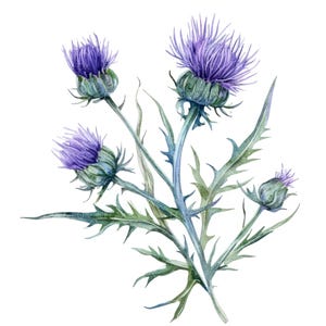 12 distel clipart l paarse bloemen l JPG digitale download l afdrukbare aquarel clipart l junk Journal l Paper Craft