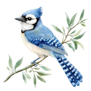 10 Clipart oiseau geai bleu l Oiseau sur une branche d'arbre l Téléchargement numérique JPG l Clipart aquarelle imprimable l Journal indésirable l Créations en papier