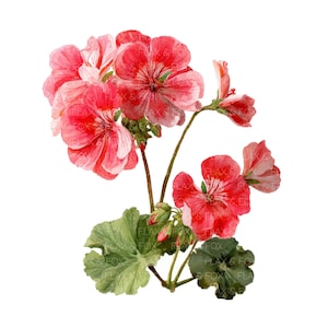 Puede incluir: Ilustración en acuarela de una planta de geranio con flores rojas y rosas vibrantes. La imagen presenta pétalos detallados, hojas verdes y tallos marrones, sobre un fondo blanco. La obra tiene un tema botánico.