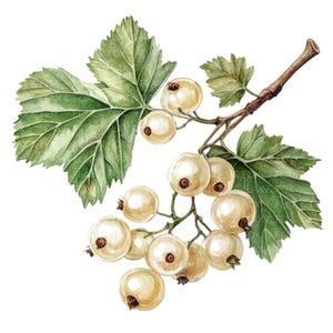 10 witte bes clipart l fruit bessen bladeren l JPG digitale download l afdrukbare aquarel clipart l junk Journal l Paper Craft