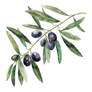10 Ramos de Oliveira Clipart l Folhas Botânicas l Download Digital JPG l Clipart de Aquarela para Imprimir l Diário de Junk l Artesanato em Papel