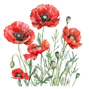 10 coquelicots rouges Clipart l fleurs de pavot l téléchargement numérique JPG l Clipart aquarelle imprimable l Junk Journal l artisanat en papier
