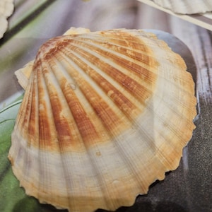 Natürliche Jakobsmuscheln für Strandliebhaber und Bastelbegeisterte