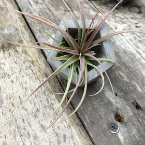 Geometric concrete pot, Air plant holder, , air plant pot, concrete air plant holder, Geometric cement air plant holder, geometric pot
