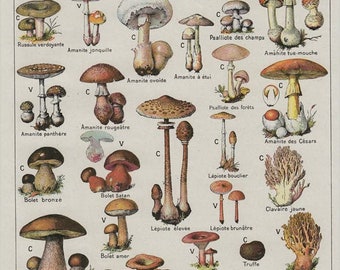 Retro Kunst Dekorative Vintage Französische Pilze Chart Arten Tabelle Inhalt Poster