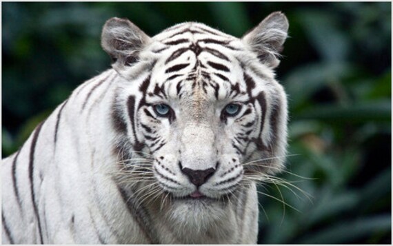 La Nature Poster Tigre Blanc Rayures Yeux Bleu Vert Belle Etsy