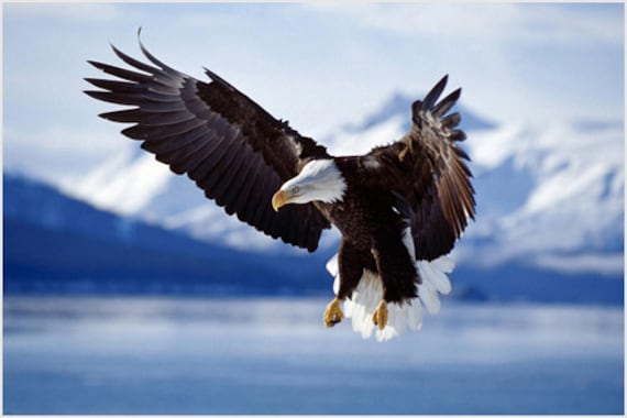 Cazando águila calva extendiendo alas en vuelo Alaska - Etsy México