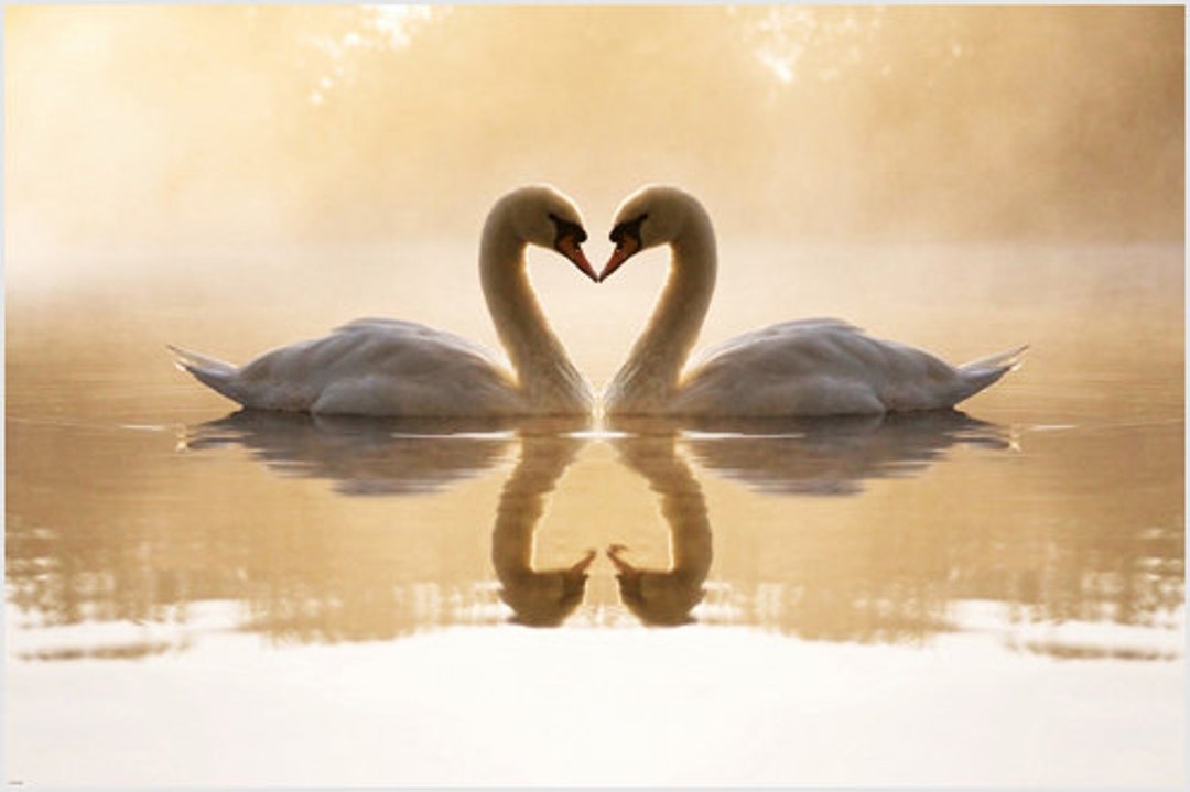 Loving Swan Couple on Lake Heart-shaped Necks Poster - Etsy