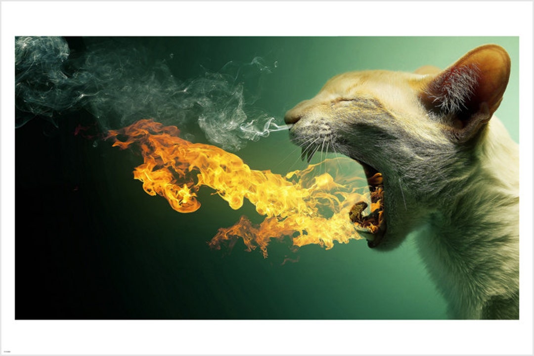 額縁 vintage cat poster Flame Original Vintage Black Cat Firecrackers Advertisement | eBay