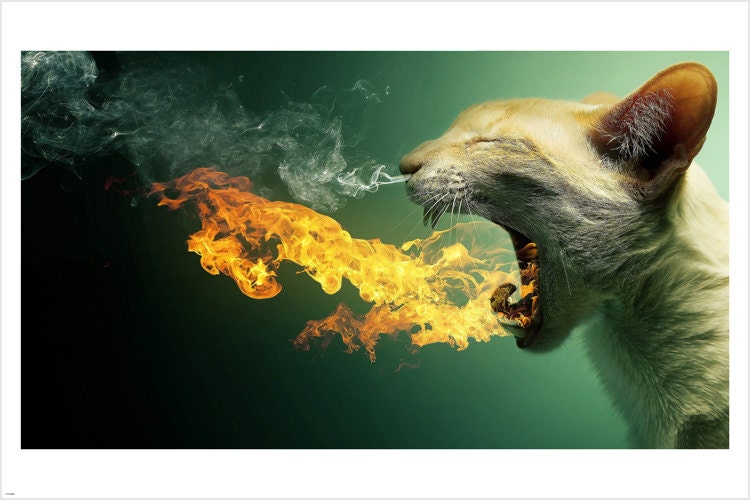 プランと料金 Hilarious Fire & Smoke Breathing Cat Poster 20x30 Flames 額縁