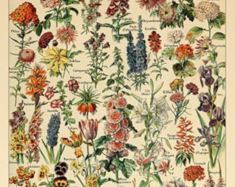 Adolphe Millot Poster Blumen Französisches Vintage Wohndekor Poster