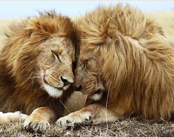 Fierce Friendly Couple of Wild Lions Kindly Brushing Bushy Mane and Heads Together Poster