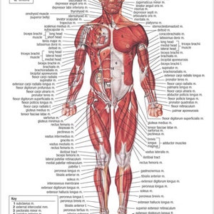Diagrama del sistema muscular Ayuda educativa médica Salud Cuerpo Póster detallado